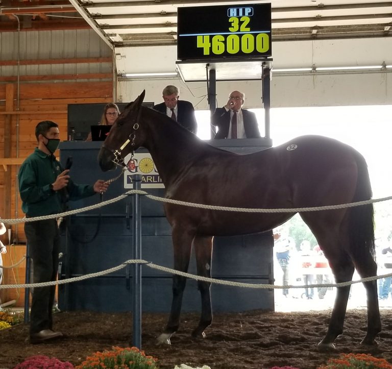 Goshen Yearling Sale has another successful session U.S. Trotting News