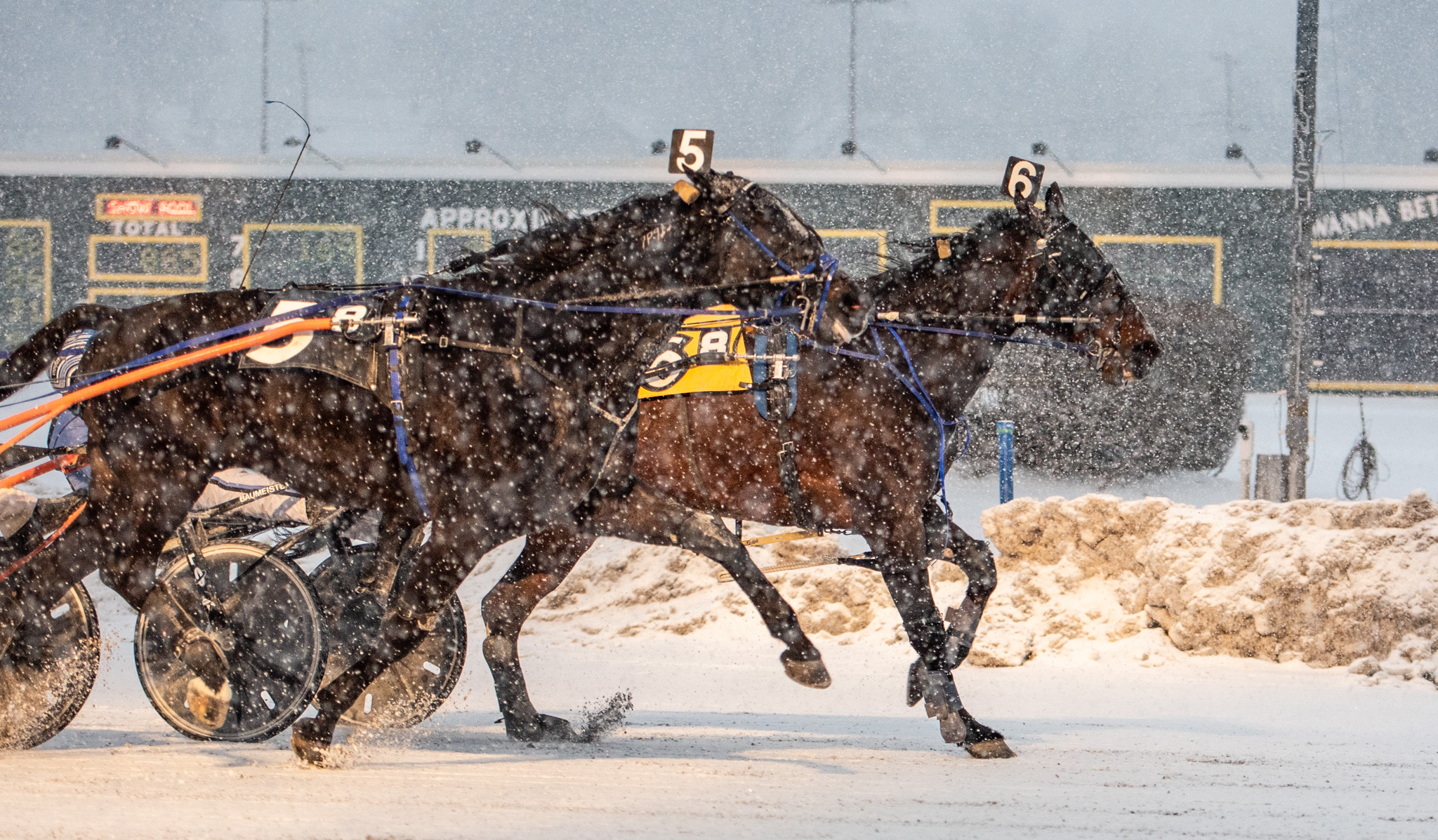 A break was no bust for Buzz at Batavia – U.S. Trotting News