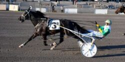 Natameri wins Open Pace at Vernon – U.S. Trotting News
